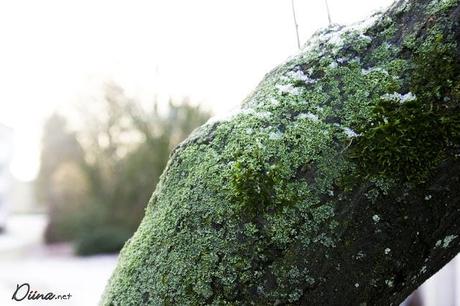 Schnee *o* Schnee *o*