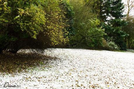 Schnee *o* Schnee *o*