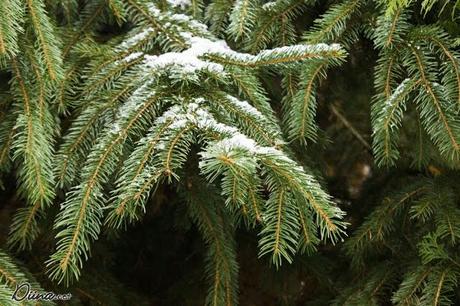 Schnee *o* Schnee *o*