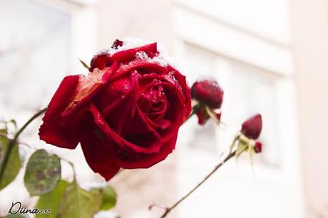 Schnee *o* Schnee *o*