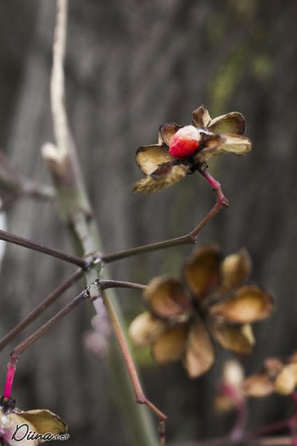 Schnee *o* Schnee *o*
