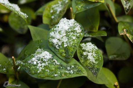 Schnee *o* Schnee *o*