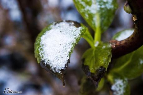 Schnee *o* Schnee *o*