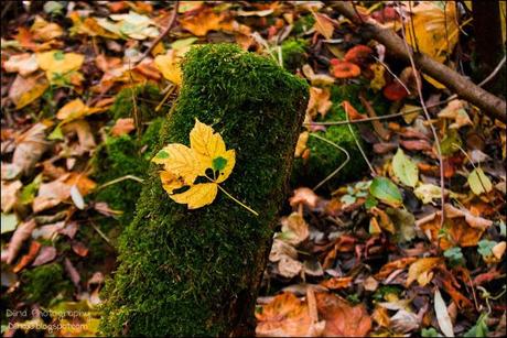 Herbst Fotos