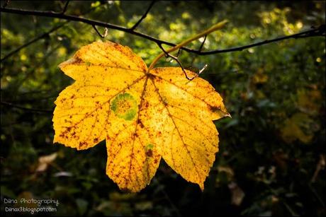 Herbst Fotos