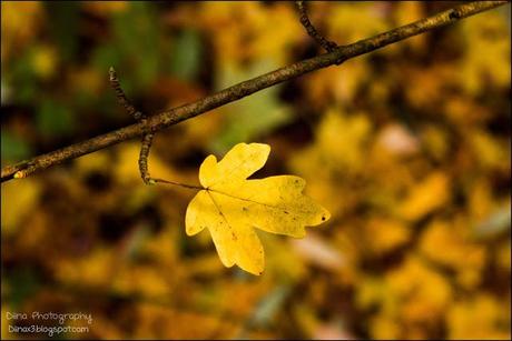 Herbst Fotos