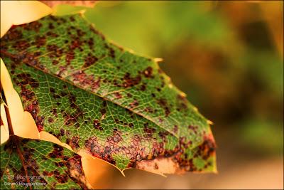 Fotos der letzten Wochen ♥