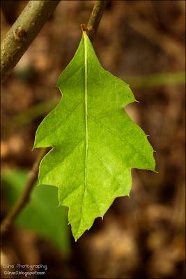 Fotos der letzten Wochen ♥