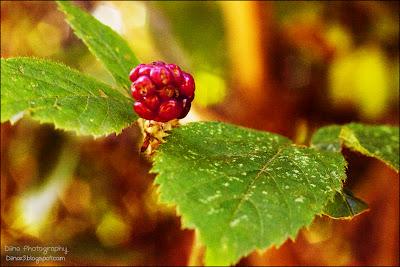 Fotos der letzten Wochen ♥