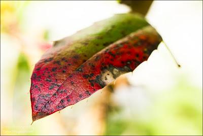 Fotos der letzten Wochen ♥