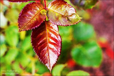 Fotos der letzten Wochen ♥