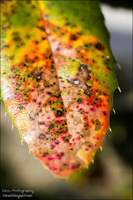 Fotos der letzten Wochen ♥