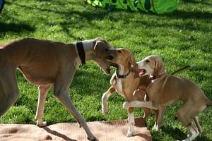 Tierärztekongress für eine Wende in der Hundezucht