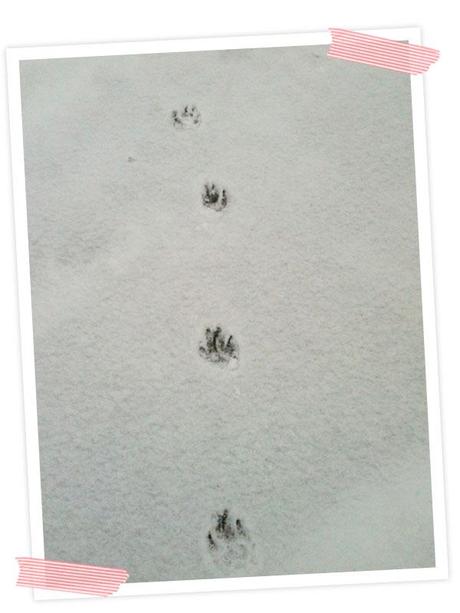 Mit Cooper Spuren im Schnee hinterlassen.