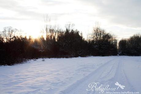 Winterwald