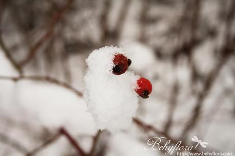 Winterwald