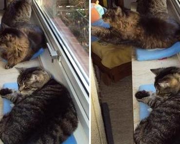 Fast geschafft ツ … und Pascha!