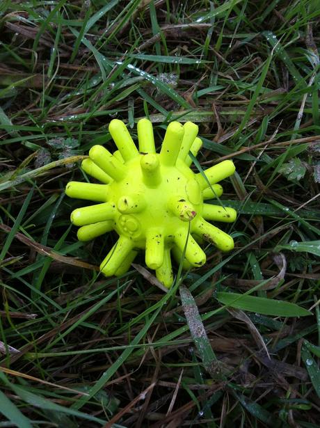 Hundewunderbox Hundewunderbox