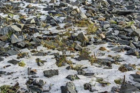 Schotter, Schnee und überlebende Pflanzen