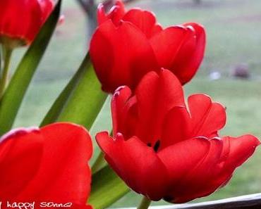 Buchvorstellung und Minibloggertreffen....