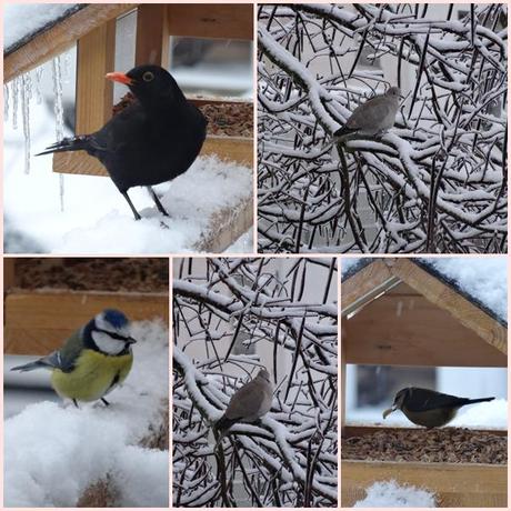 Winter am Vogelhaus
