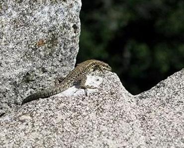 DIE WAHRSCHEINLICHKEIT DER GÖTTER