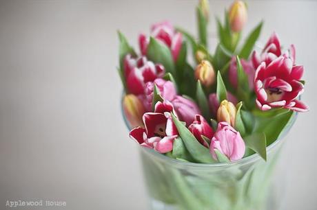 Tulpen Blumen Frühling