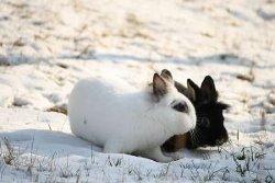 Kaninchen im Winter draußen halten – geht das?
