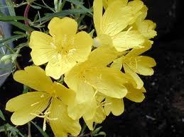 Tipp: Nachtkerzenöl gegen Hautkrankheiten und mehr