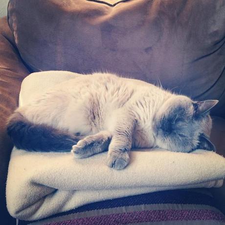 Katze Sofa schläft Britisch Kurzhaar blue point