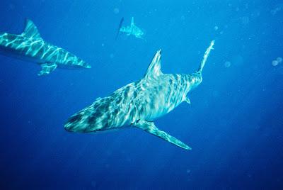 Hawaii die 2te - schnorcheln mit Haien vor der Küste Oahu´s -