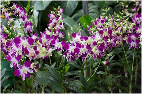 Botanical Garden and Orchid Garden Singapore - Fashion and Lifestyle Blogger