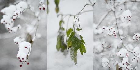 Schneeglück