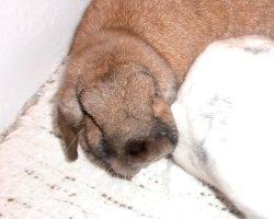 Mietvertrag: Keine Haustiere – trotzdem Kaninchen?