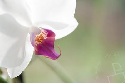 Orchidee - Sonntags Fotografie