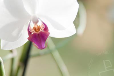 Orchidee - Sonntags Fotografie