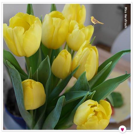 Miss Herzfrisch beauty is where you find it good morning - Tulpen