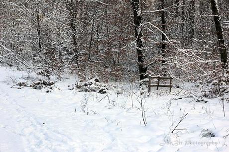 Winter Wald