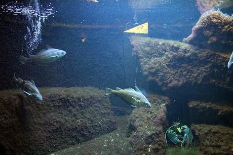 Aquarium der Wilhelma Stuttgart