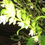 stark duftende Freilandpflanze – Sarcococca