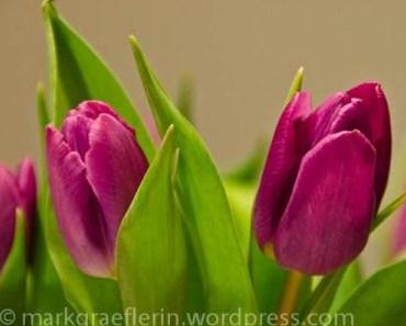 Tulpen – Frühling sehnlichst erwartet