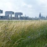 Social Media – nur die Ruhe!