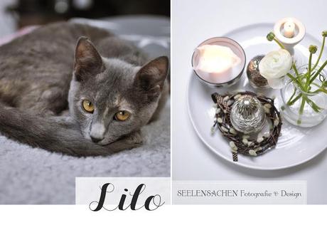 Die Katz´ ist ein Hund!