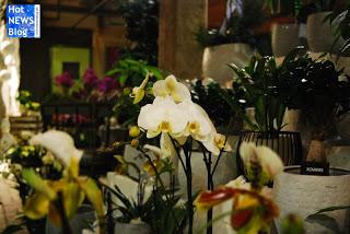 Adventsausstellung bei Rosen Waibel Mäder