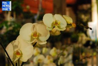 Adventsausstellung bei Rosen Waibel Mäder