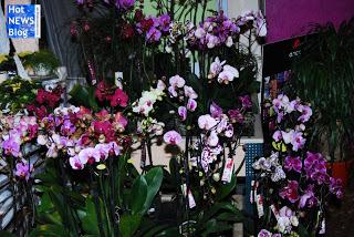 Adventsausstellung bei Rosen Waibel Mäder