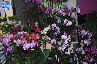 Adventsausstellung bei Rosen Waibel Mäder