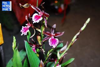 Adventsausstellung bei Rosen Waibel Mäder