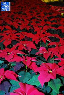 Adventsausstellung bei Rosen Waibel Mäder