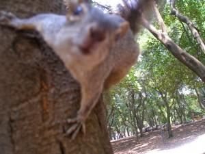 Neugieriges Eichhörnchen